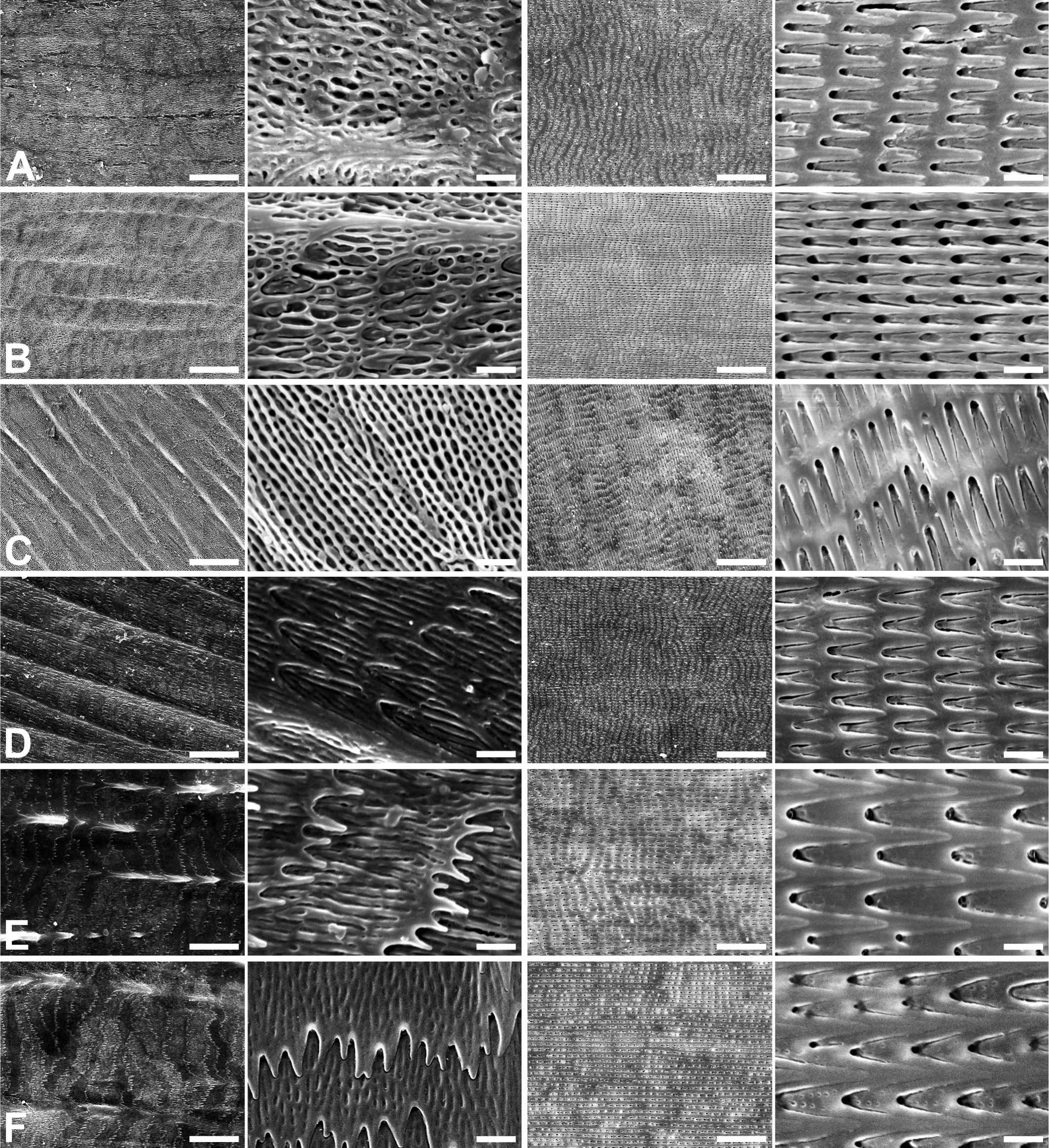 Species Identification Of Shed Snake Skins By Scanning Electron Microscopy With Verification Of Intraspecific Variations And Phylogenetic Comparative Analyses Of Microdermatoglyphics