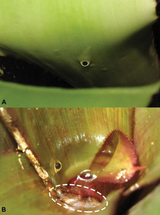 Systematic Revision of the Rare Bromeligenous Genus