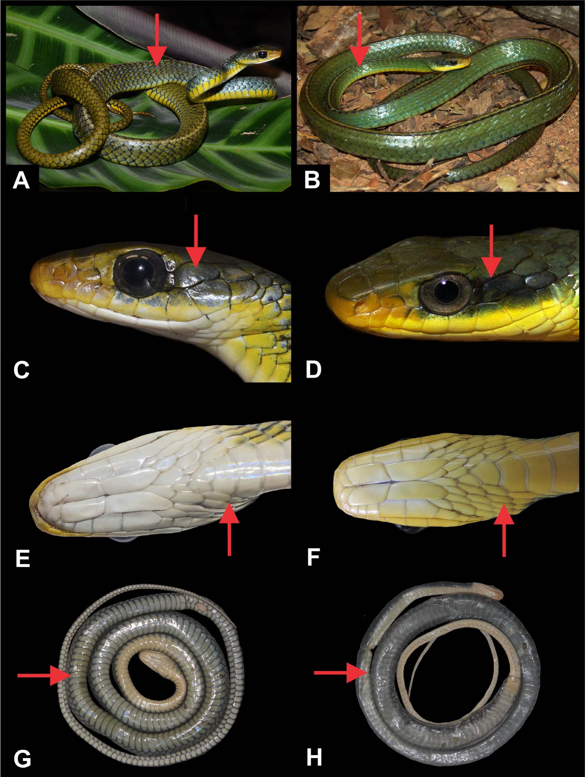 Taxonomic Revision of Chironius bicarinatus (Wied 1820) (Serpentes ...