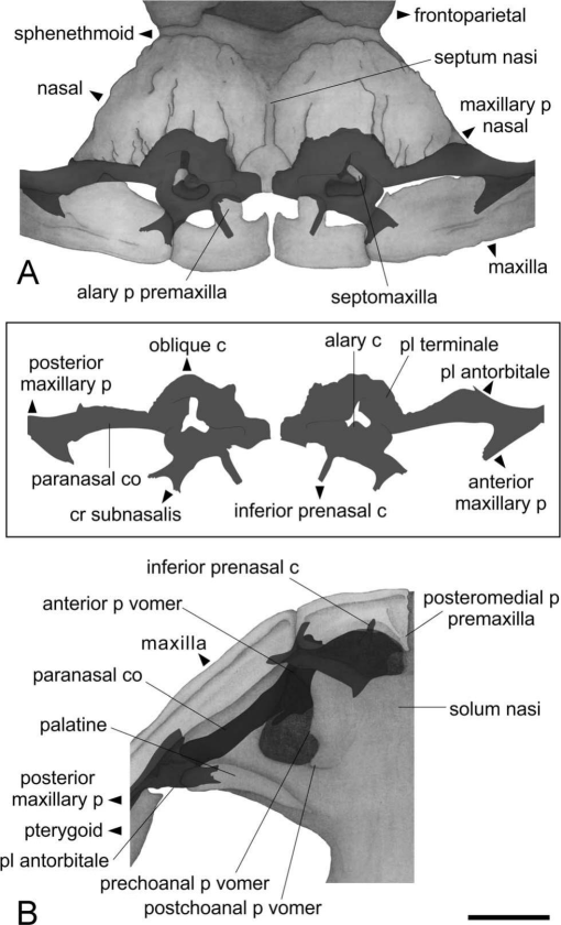 Distribution of sizes at maturity (tibia–patella length = TPL) in