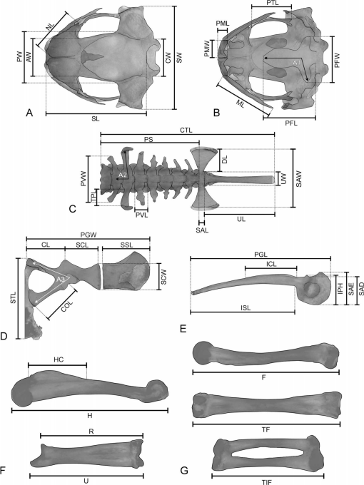 Distribution of sizes at maturity (tibia–patella length = TPL) in