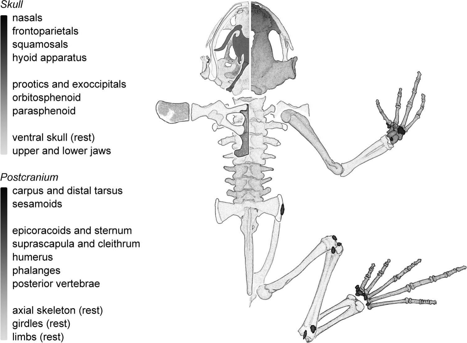 atlas vertebra of frog