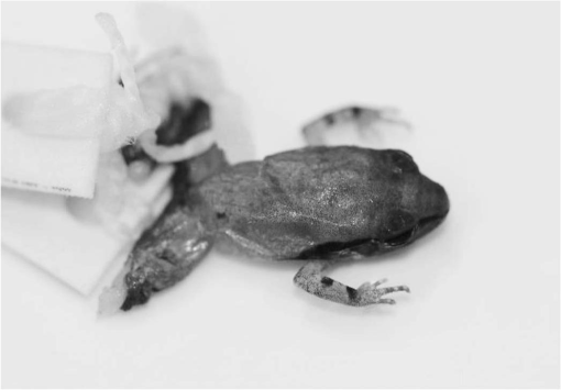 Miniaturization in Direct-Developing Frogs from Mexico with the Description  of Six New Species