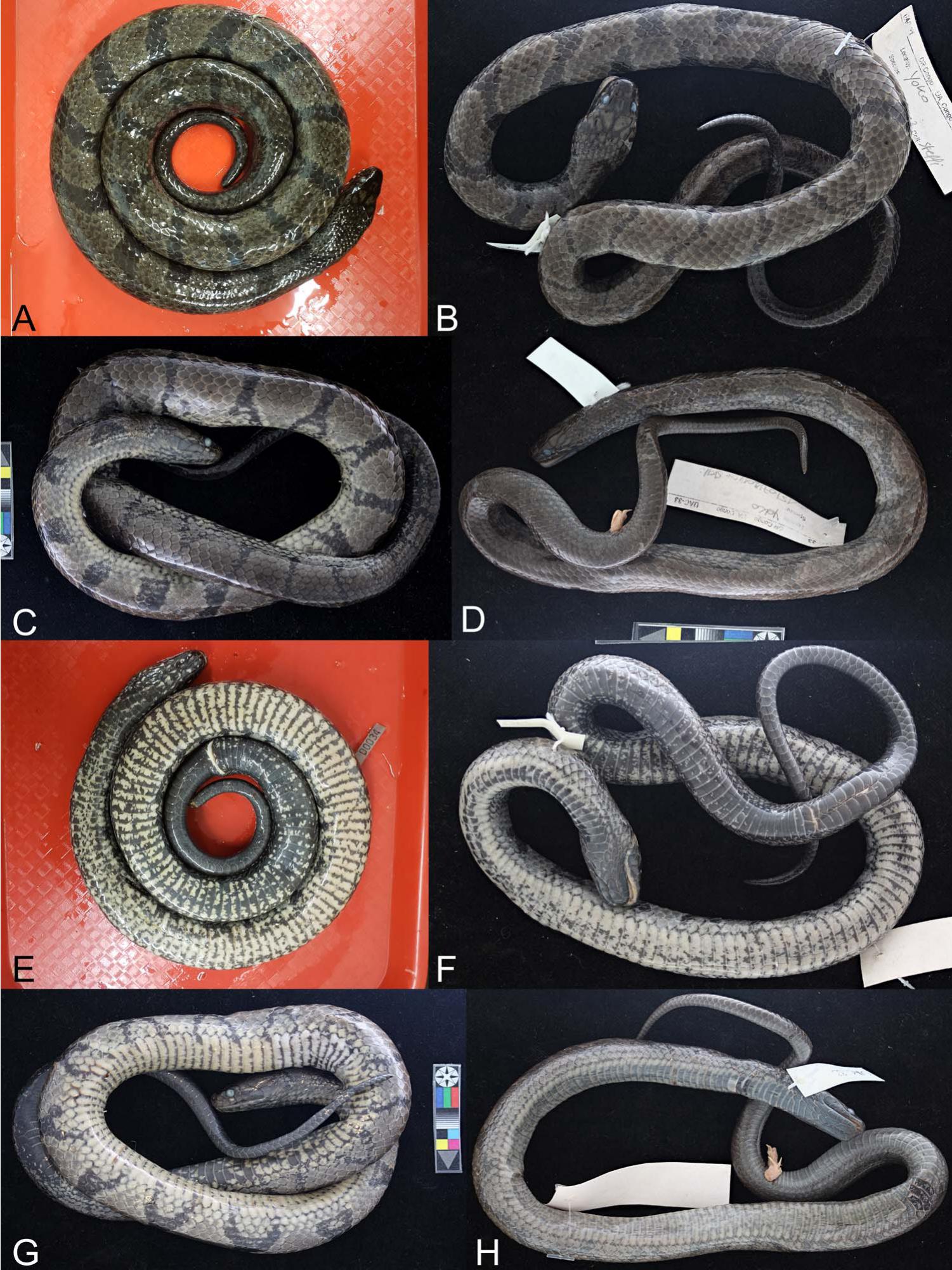 Phylogenetics and Integrative Taxonomy of African Water Snakes (Squamata:  Colubridae: Grayia)