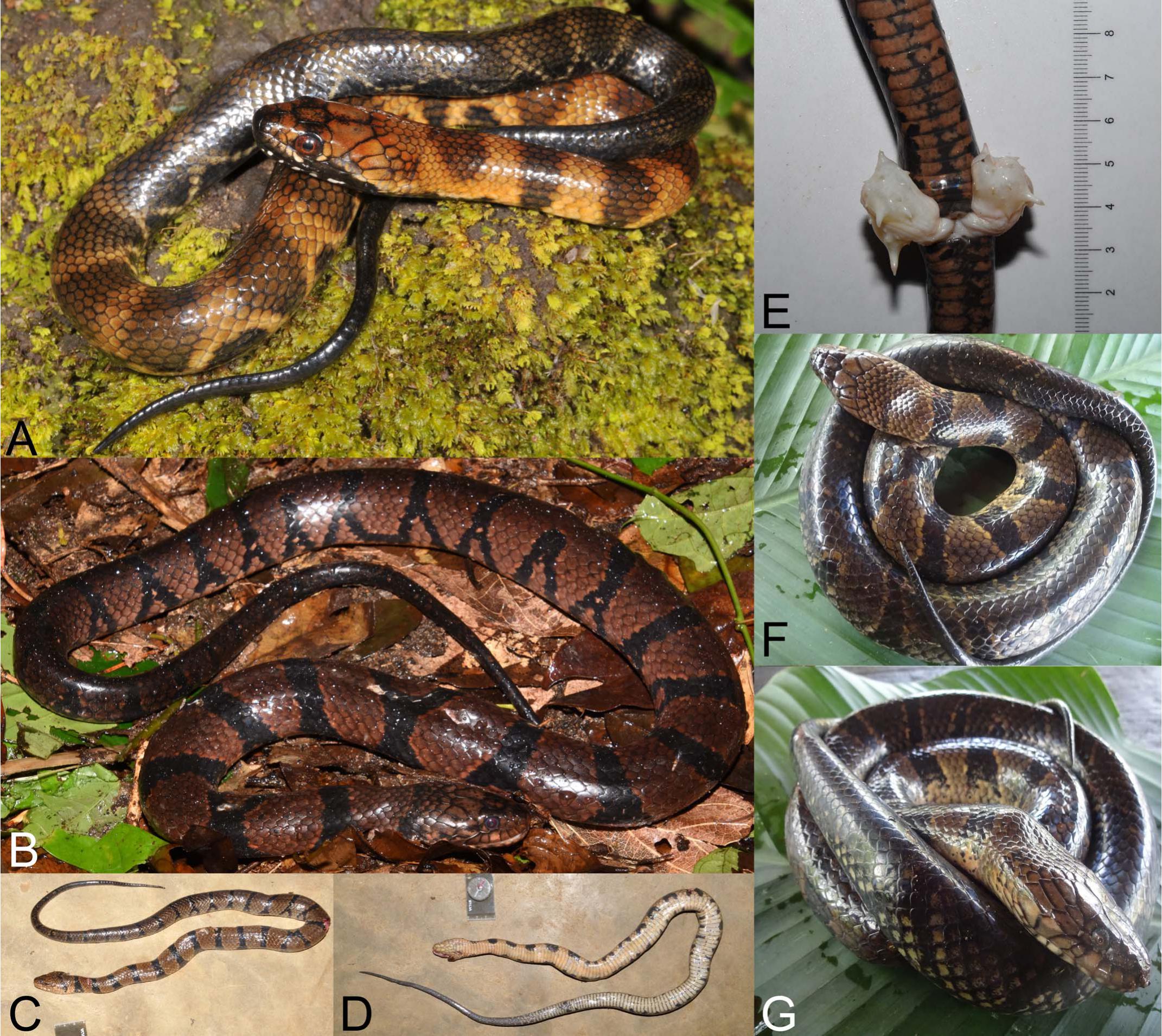 Phylogenetics and Integrative Taxonomy of African Water Snakes (Squamata:  Colubridae: Grayia)