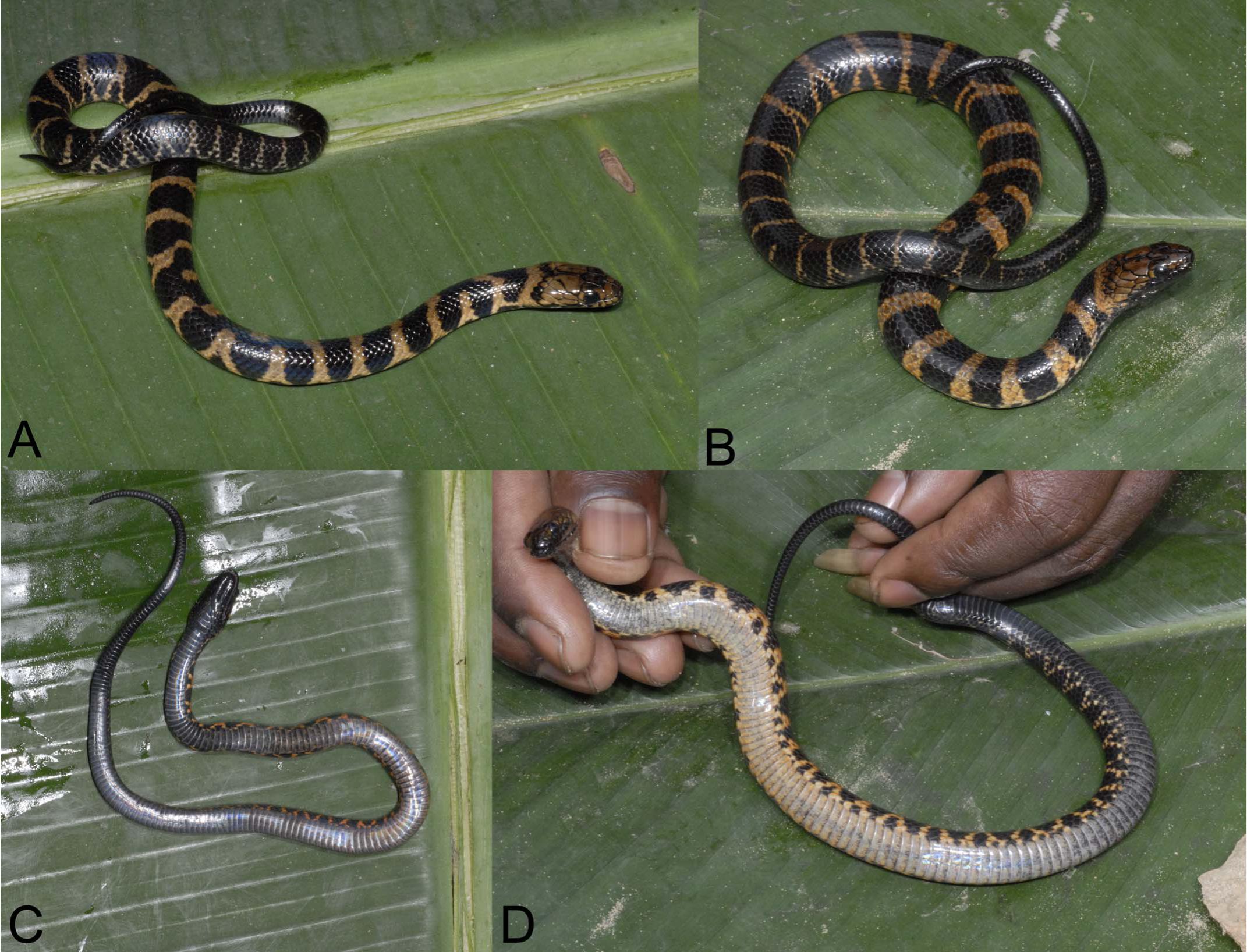 Phylogenetics and Integrative Taxonomy of African Water Snakes (Squamata:  Colubridae: Grayia)