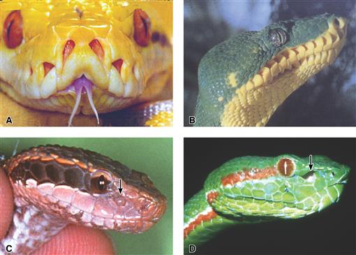 Infrared Organs of Snakes: An Integral Part of Vision