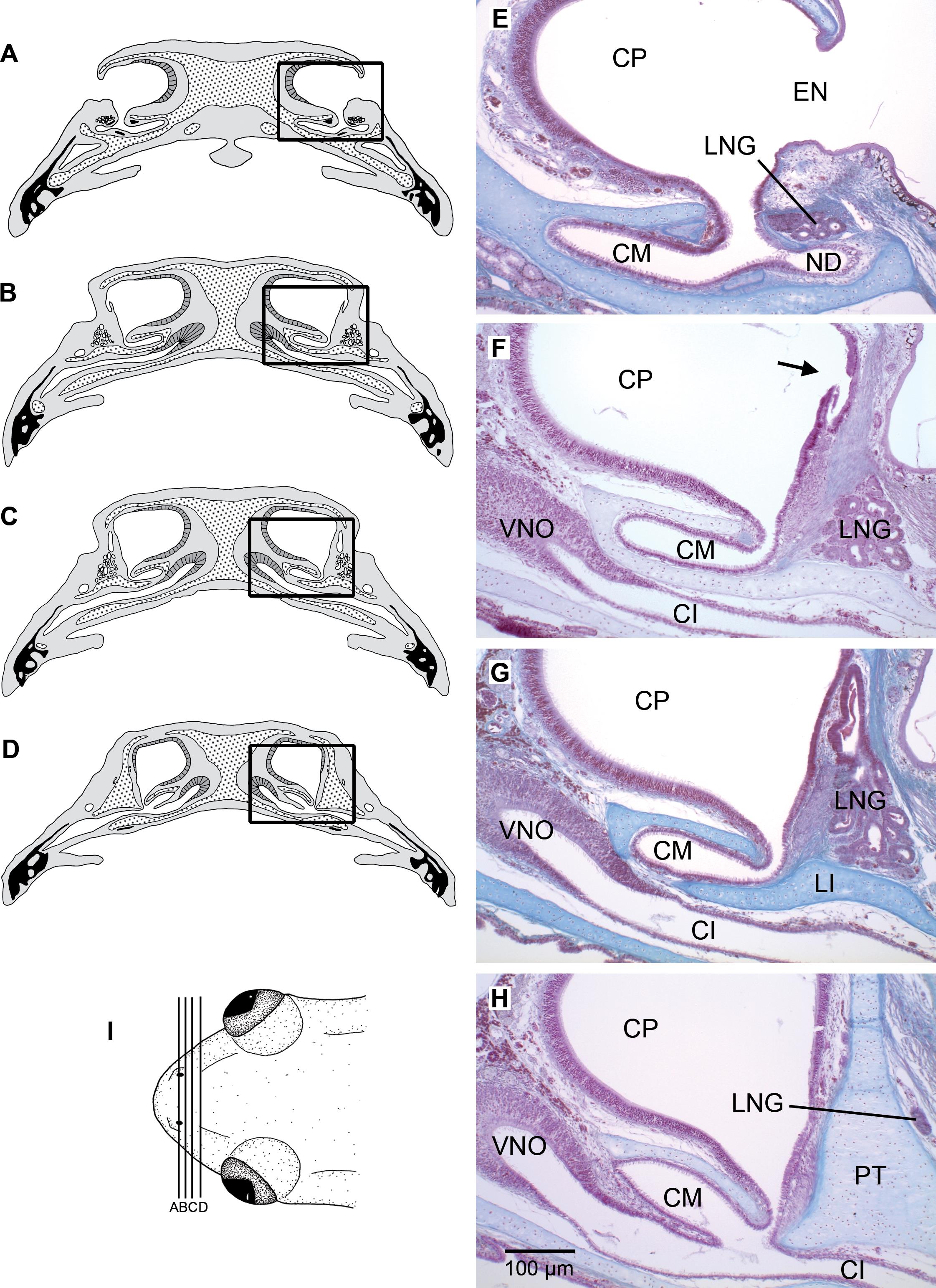 Functional Anatomy Of The Lateral Nasal Gland In Anuran