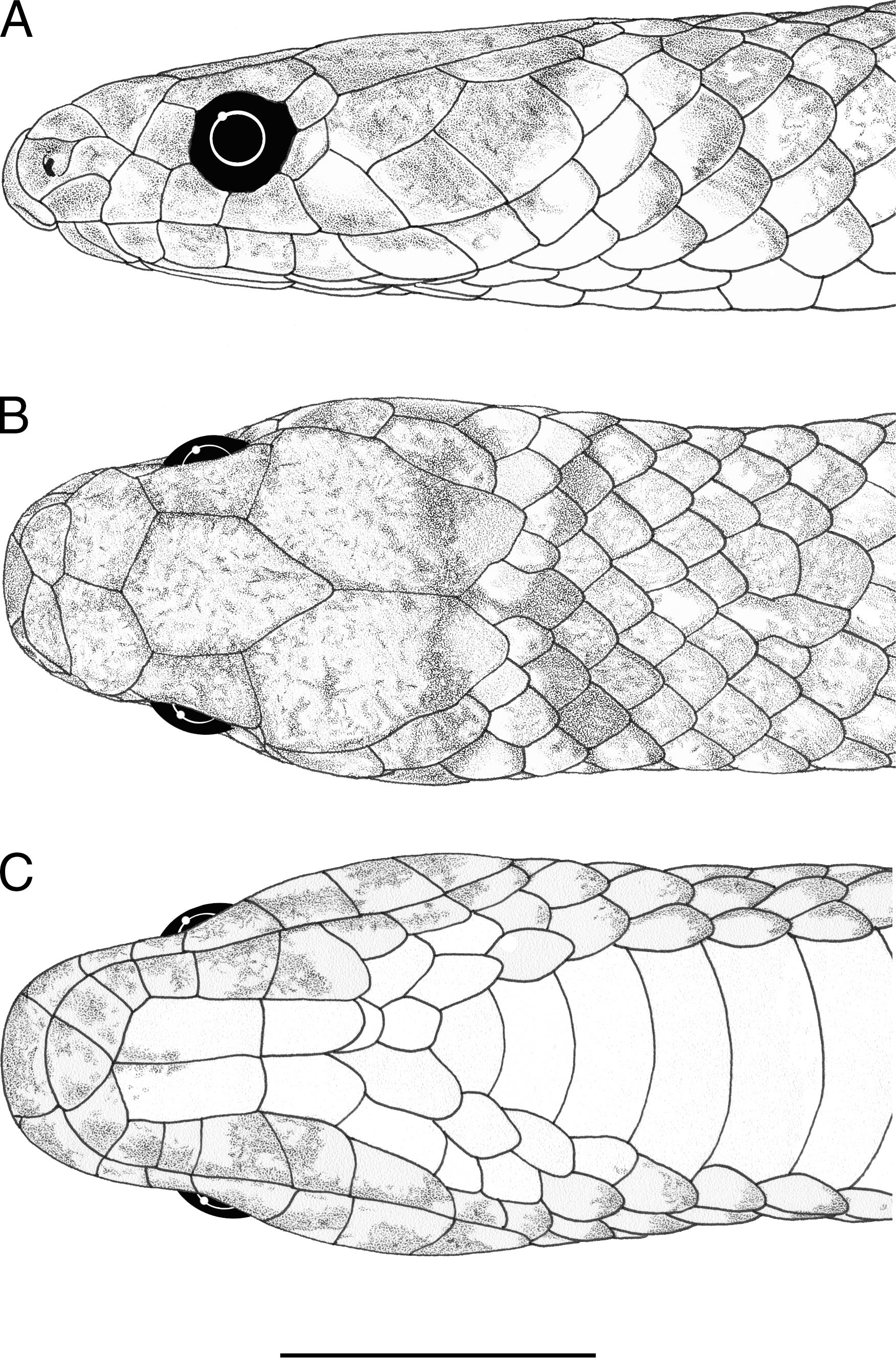 A New Species of Centipede Snake in the Tantilla taeniata Group ...