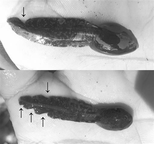 Average changes in tadpole size (mm) and developmental stage (Gosner