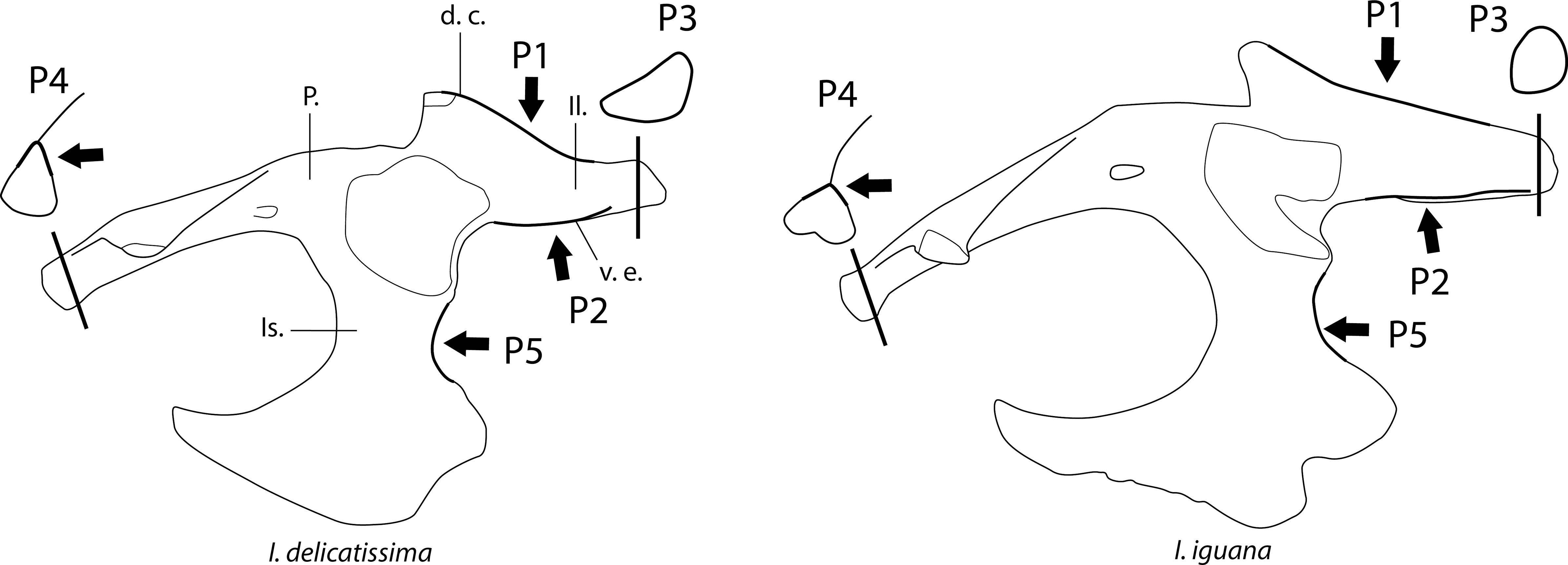 Osteological Differentiation Of The Iguana Laurenti 1768