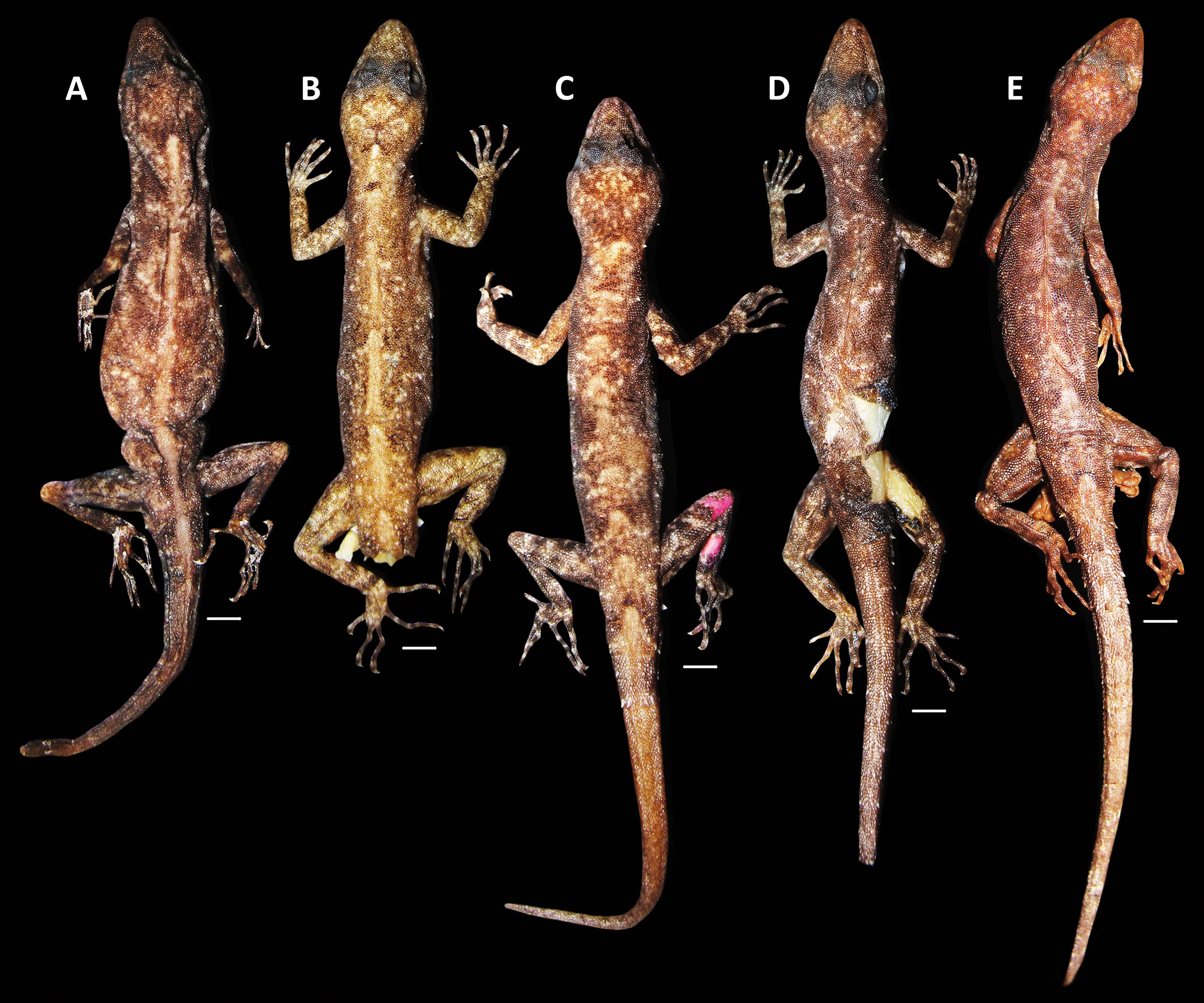 Description of Five New Day Geckos of Cnemaspis kandiana Group (Sauria ...