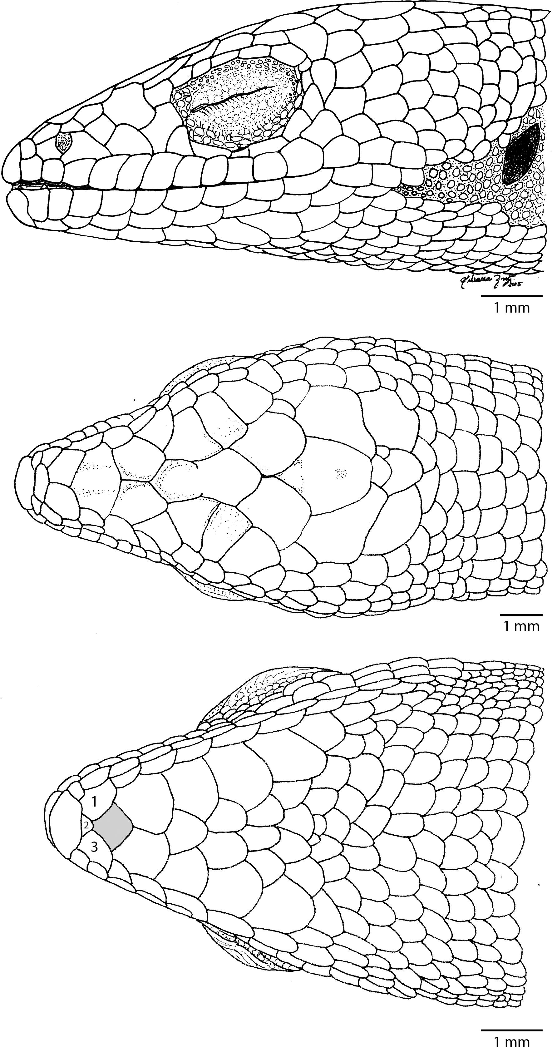 A New Species of Pygmy Alligator Lizard (Squamata: Anguidae) from Nuevo ...