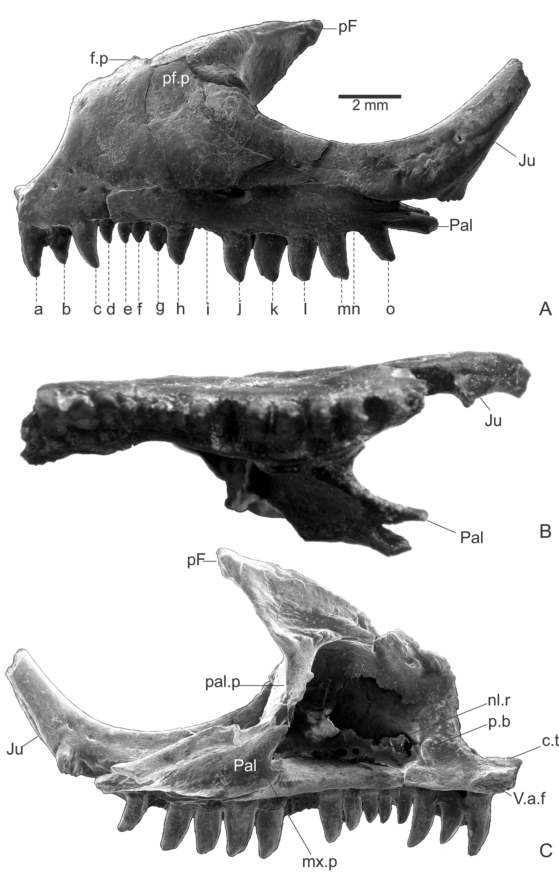 Redescription of the Extinct Species Callopistes bicuspidatus Chani, 1976  (Squamata, Teiidae)