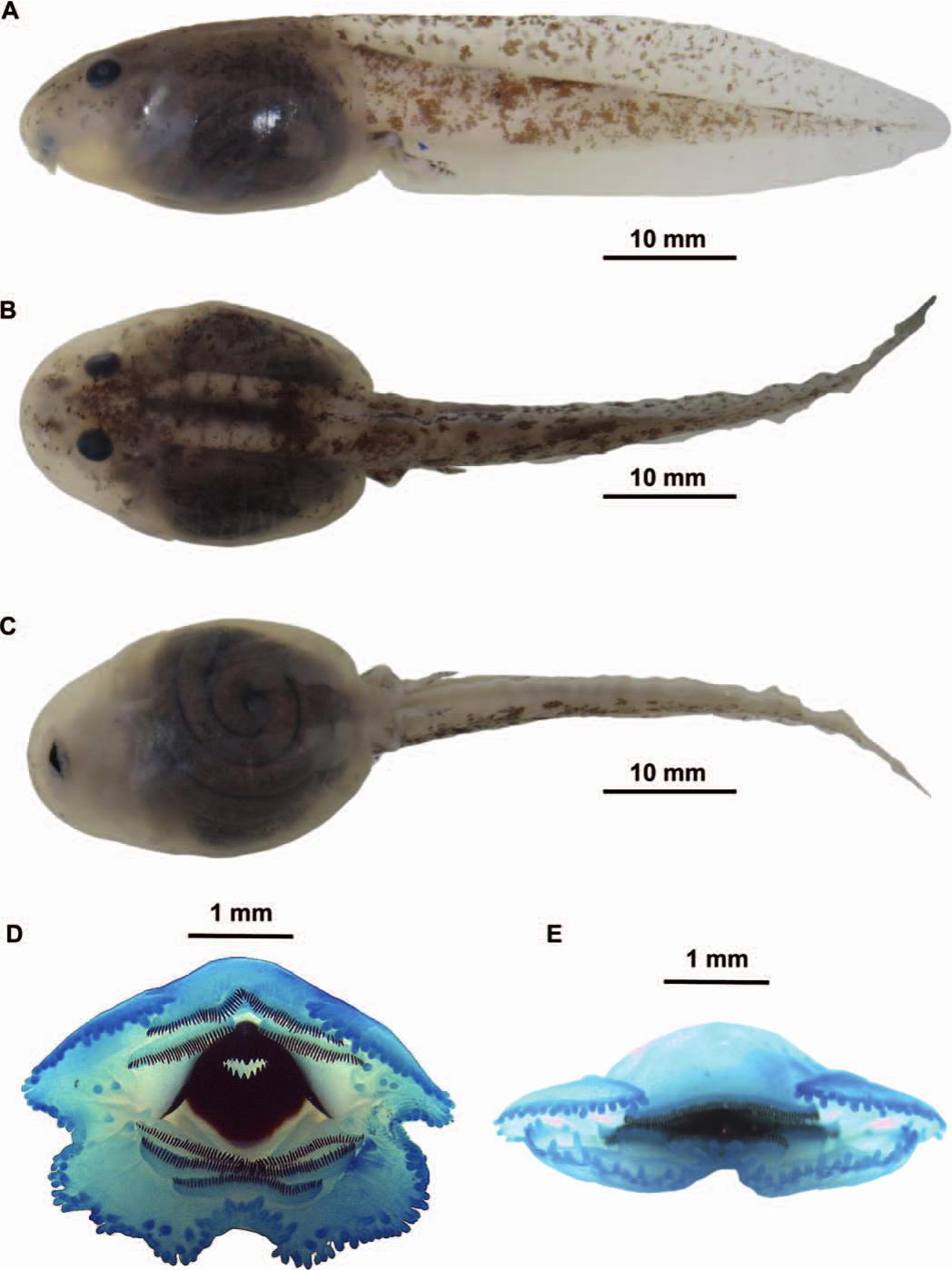 tadpole identification