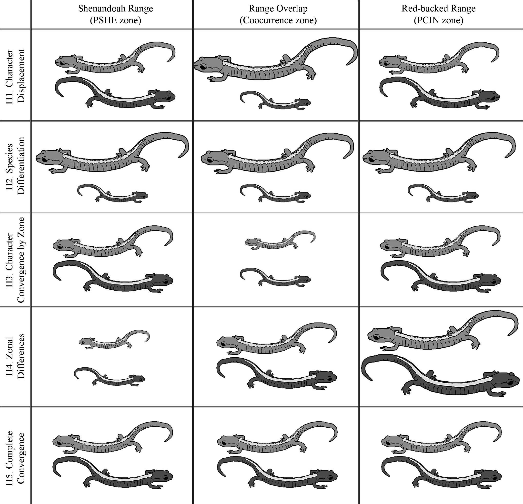 Factors Facilitating Co-occurrence at the Range Boundary of Shenandoah and  Red-Backed Salamanders