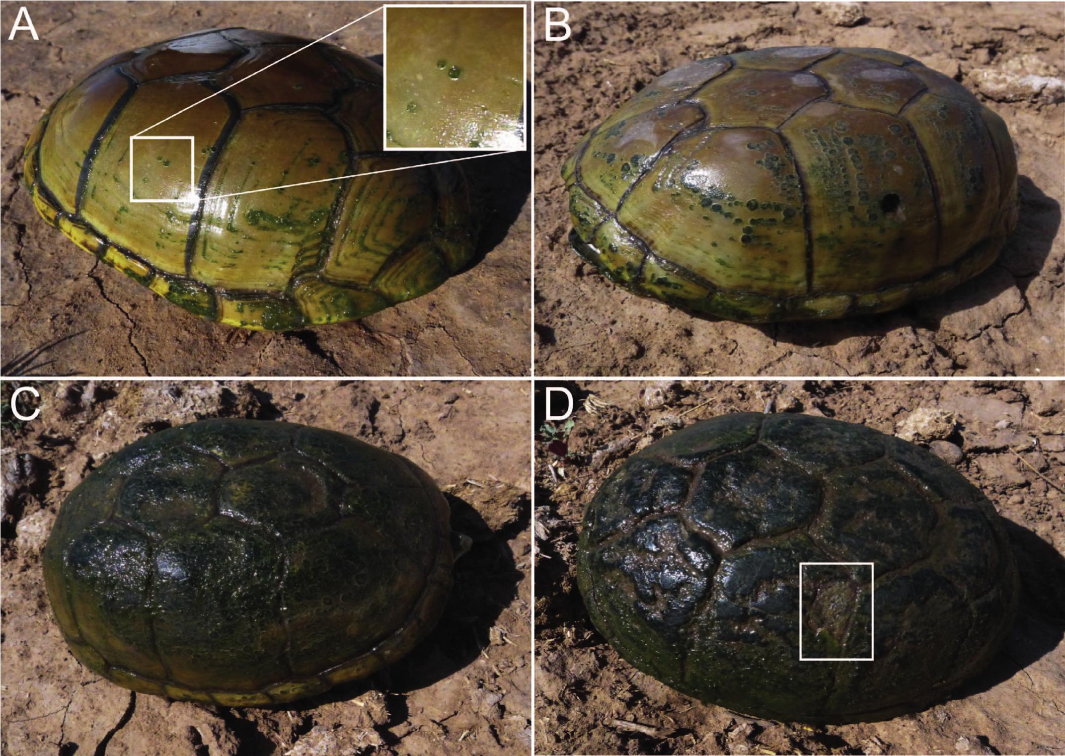 Carapacial Shell Disease Process Revealed by a Long-term Field Study of ...