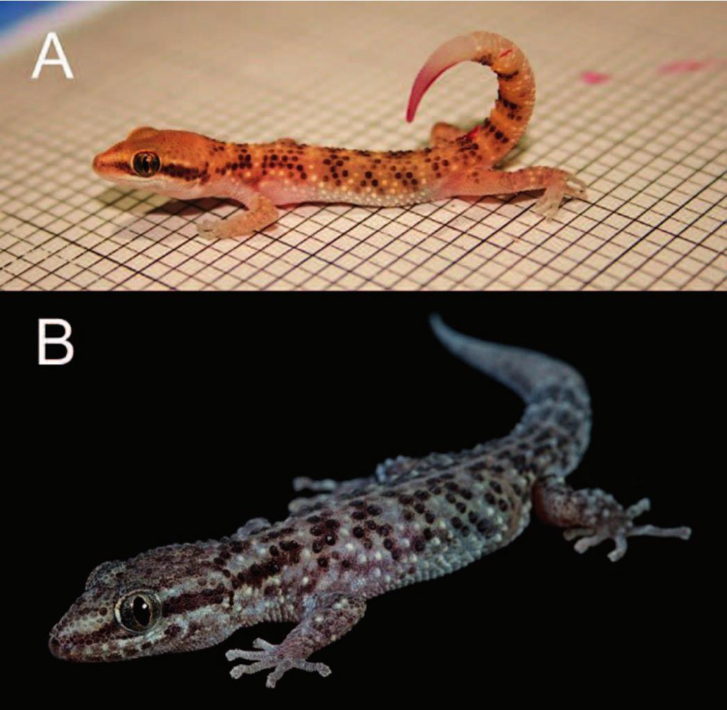 Population Size And Dynamics Of The Lima Leaf-Toed Gecko ...