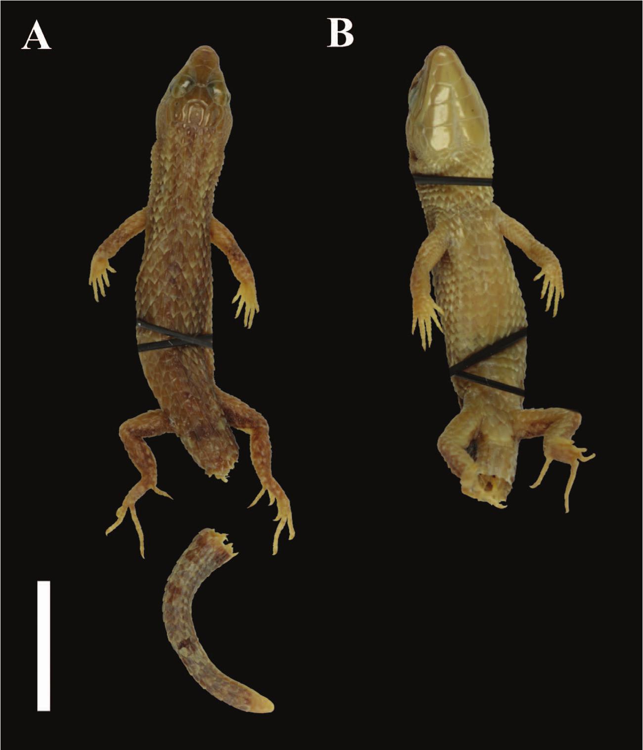 A New Species of Alopoglossus Boulenger (1885) (Squamata ...