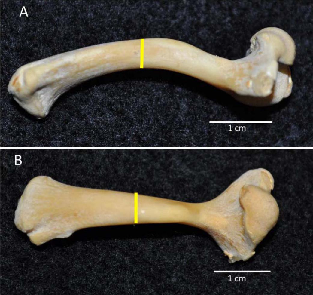 Thinking Inside the Box: Comparative Limb Bone Shape in Emydid Turtles