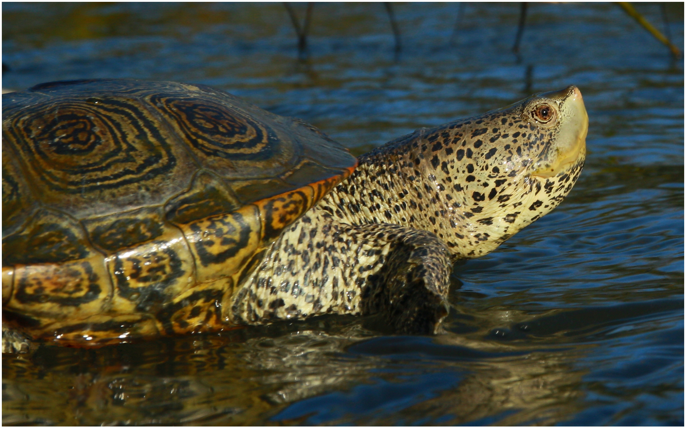 Adult Female Diamondback Terrapin