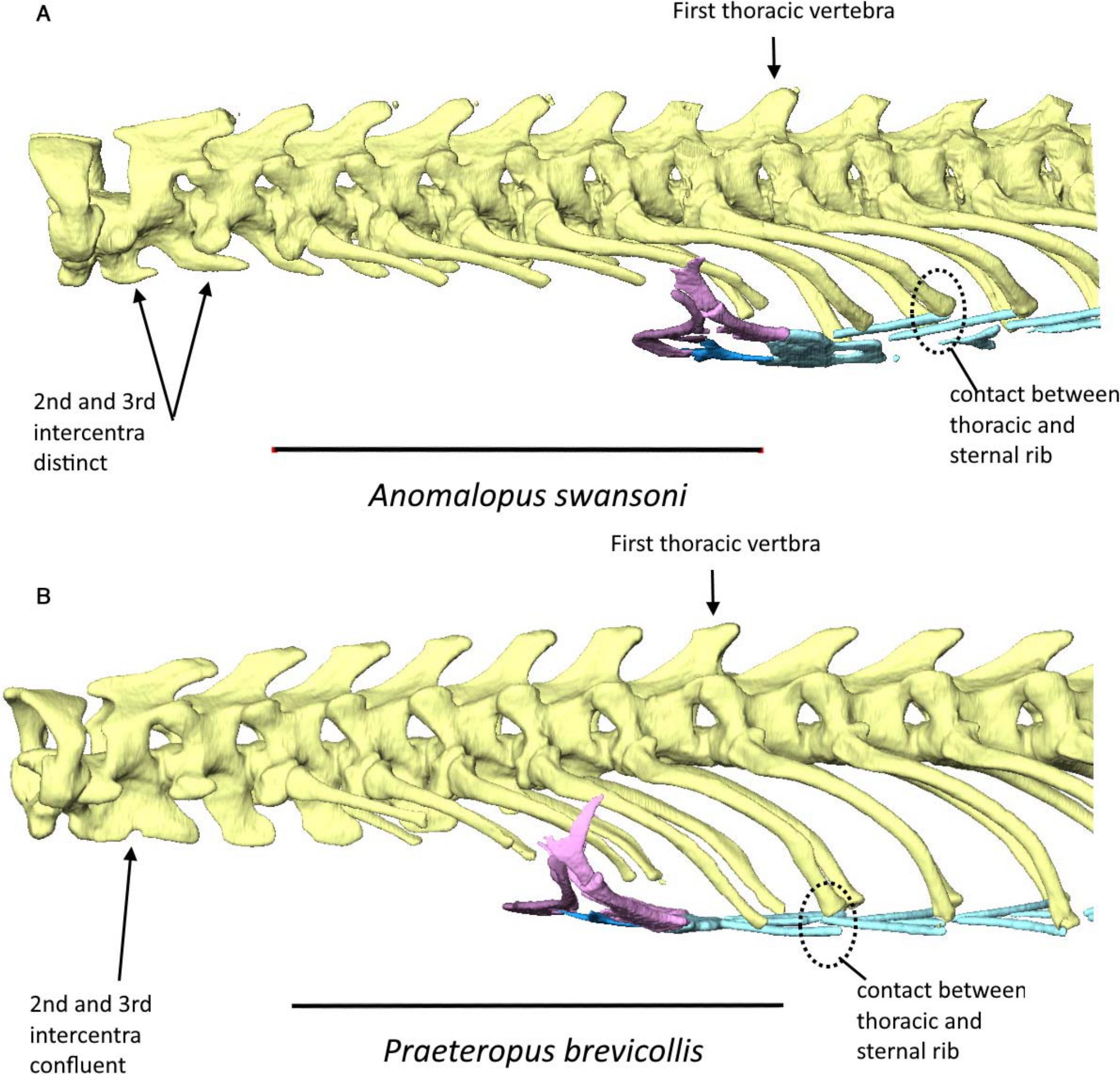 Diversity and Systematics of Limbless Skinks (Anomalopus) from Eastern ...