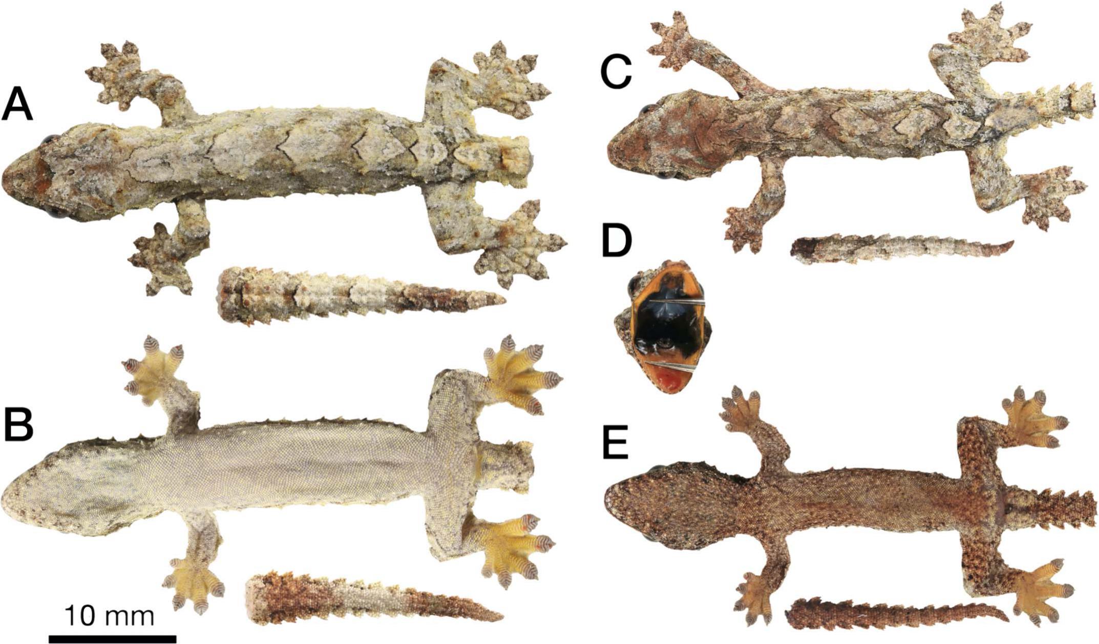 Rediscovery of Luperosaurus sorok Das, Lakim, and Kandaung, 2008 ...