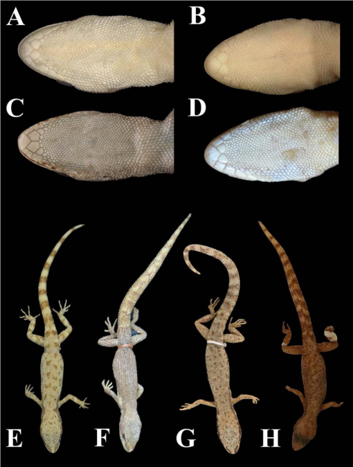 Dwarves in a Big World: Two New Species of Tropiocolotes (Squamata ...