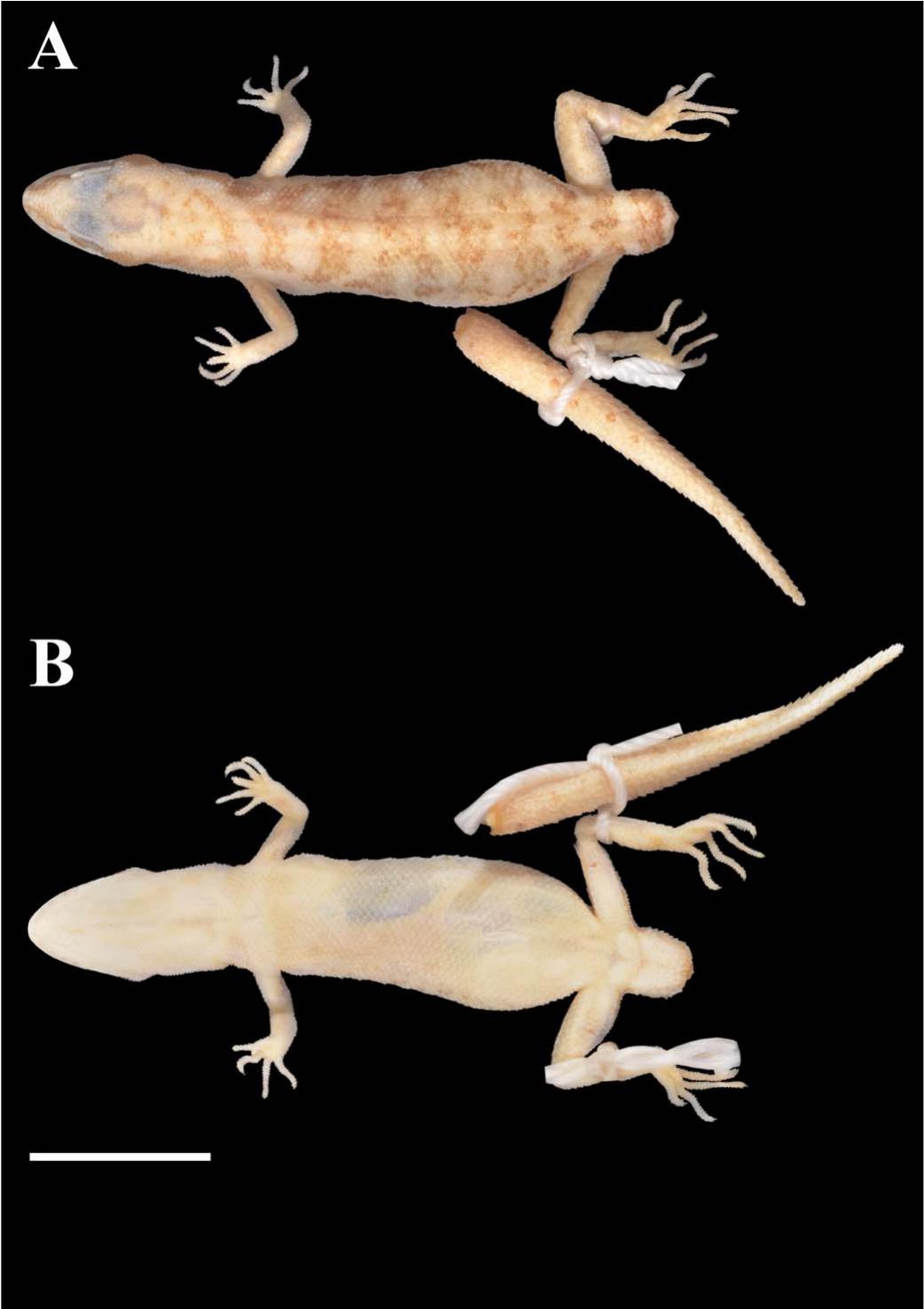 Dwarves in a Big World: Two New Species of Tropiocolotes (Squamata ...