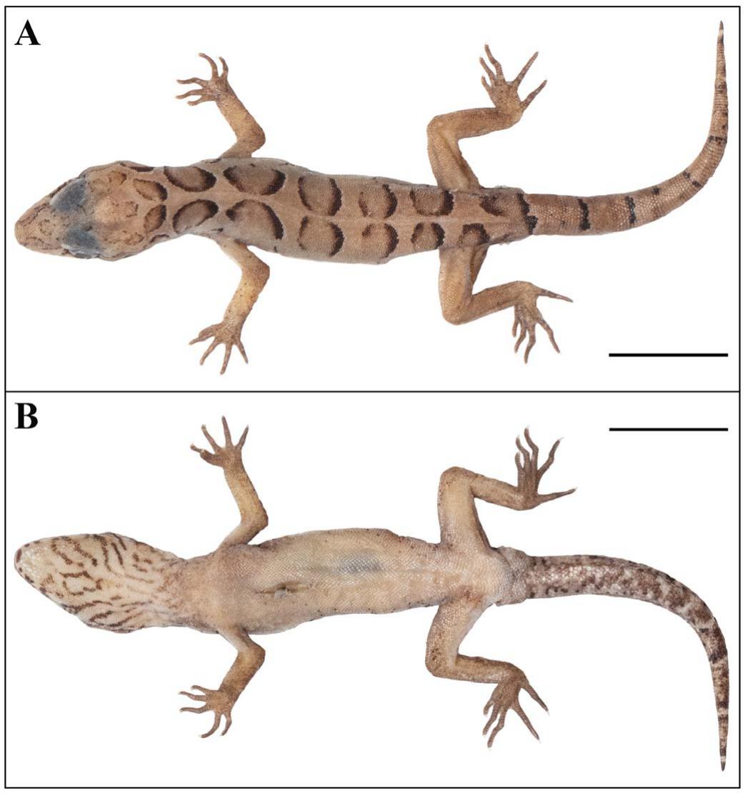 A New Spotted Species of the Cyrtodactylus (Geckoella) collegalensis ...