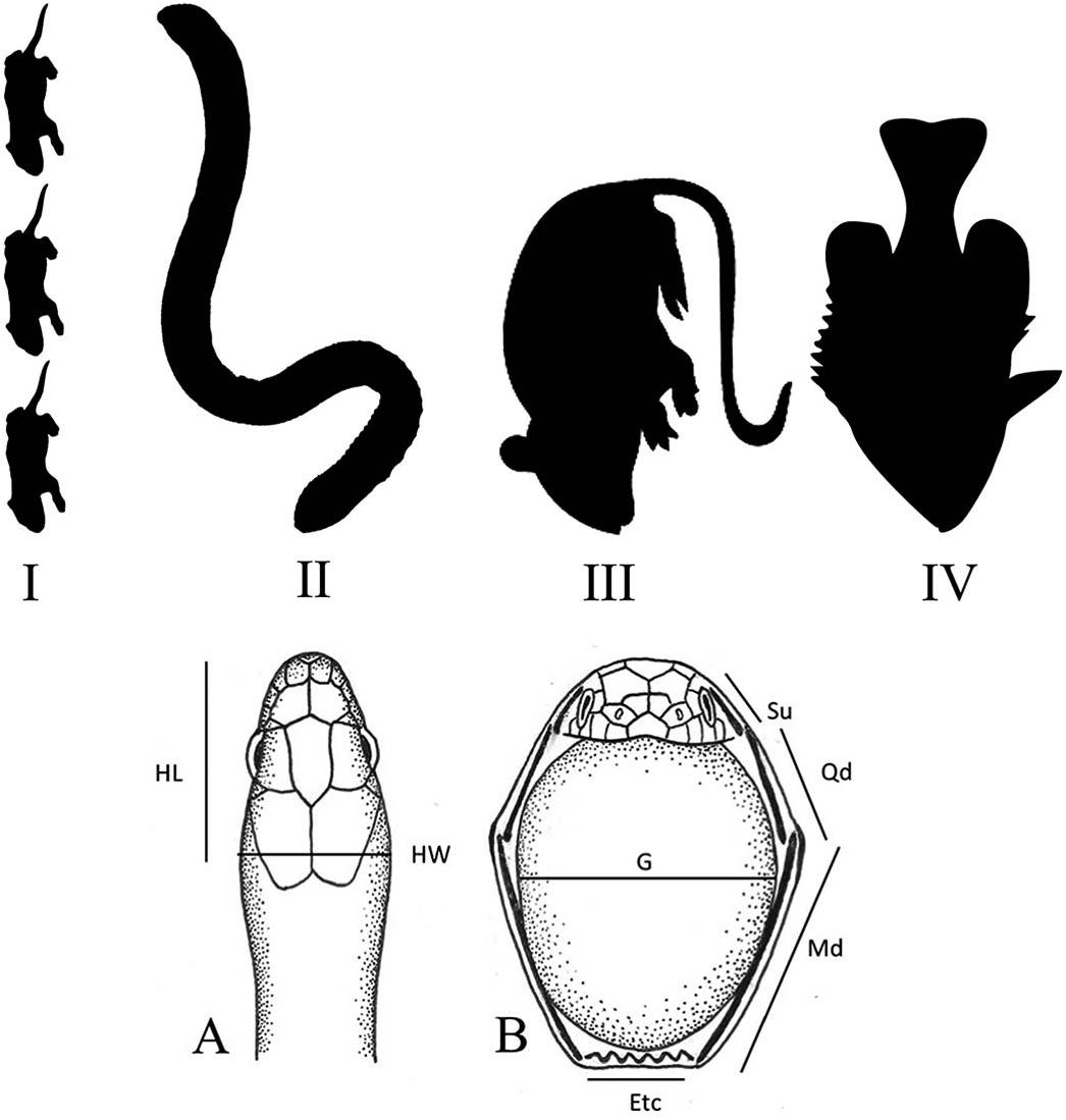 Heavy, Bulky, or Both: What Does “Large Prey” Mean to Snakes?