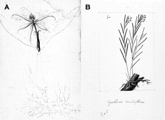 History Of Orchids In Central America Part I From - 