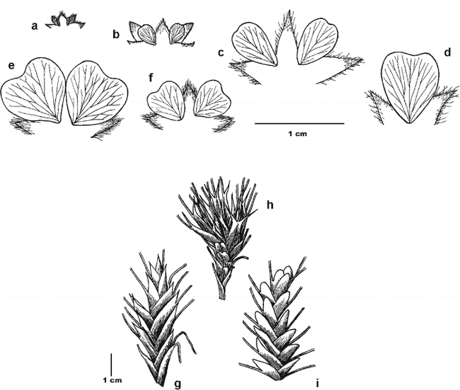 Potentilla Rosaceae In China Notes On Potentilla Xix