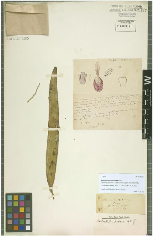 New Species and Nomenclatural Notes in the Pleurothallidinae