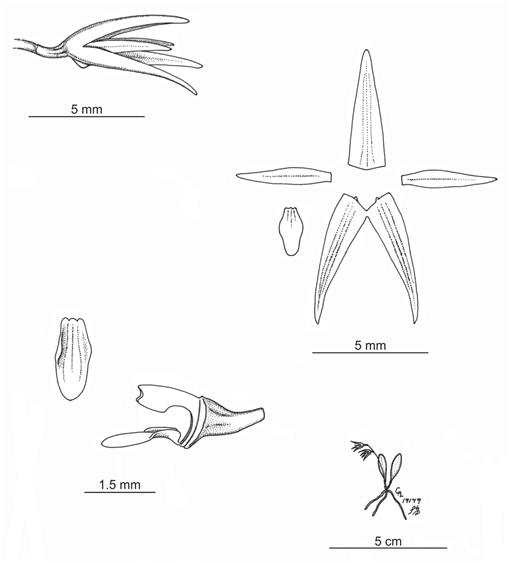 New Species and Nomenclatural Notes in the Pleurothallidinae (Orchidaceae)  from Brazil