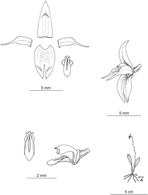 New Species and Nomenclatural Notes in the Pleurothallidinae (Orchidaceae)  from Brazil