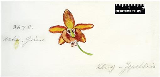 Macizo de Orquídeas Altura aprox 50 cm a 70 cm