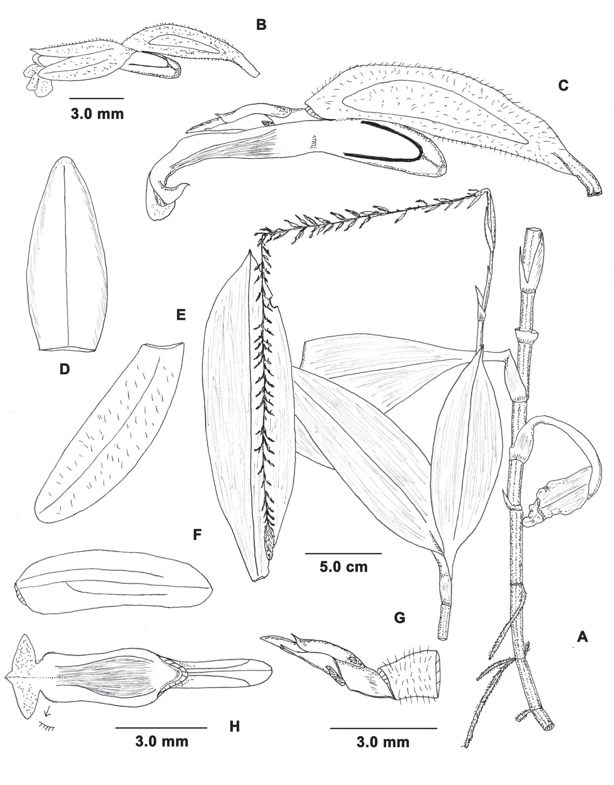 Neotropical Orchid Miscellanea