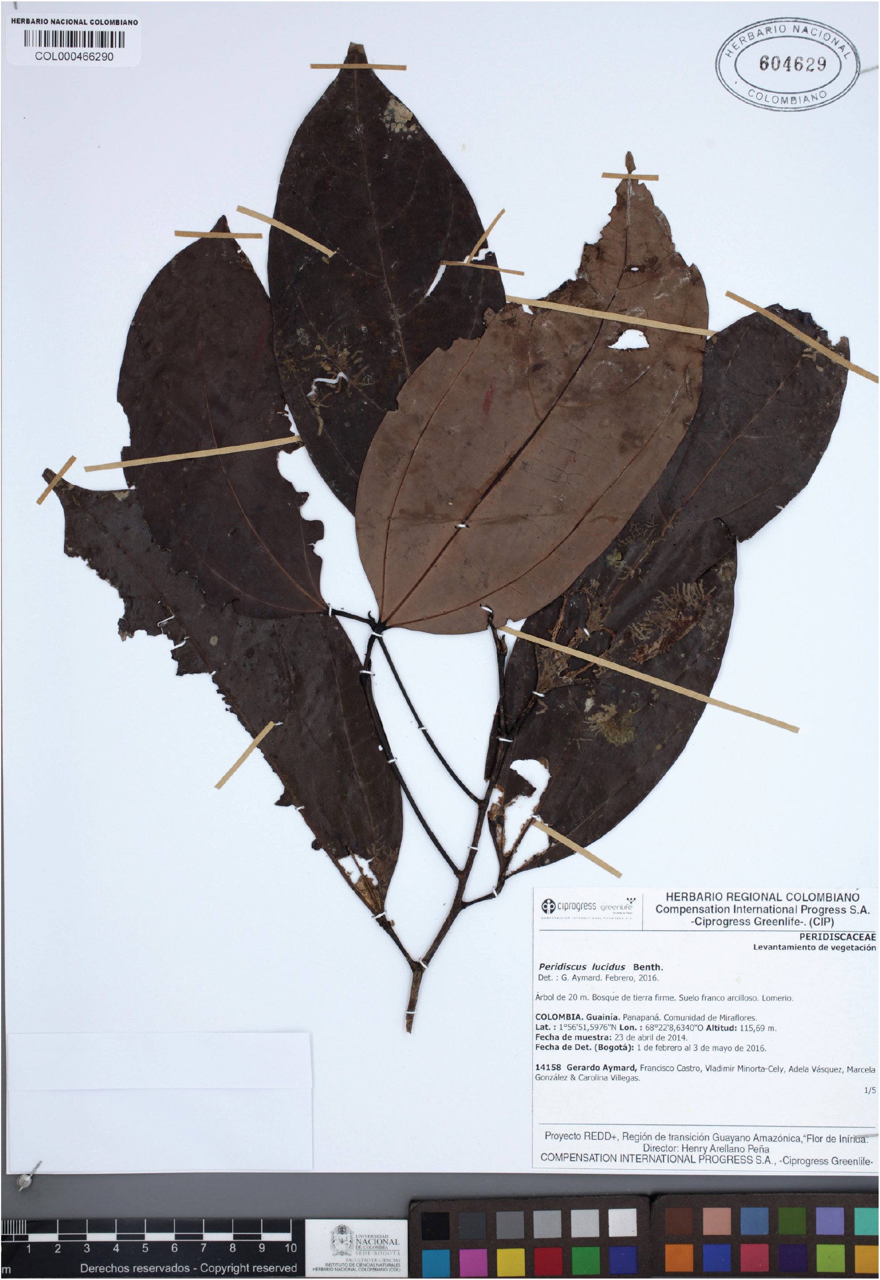 First Report Of Peridiscaceae For The Vascular Flora Of Colombia