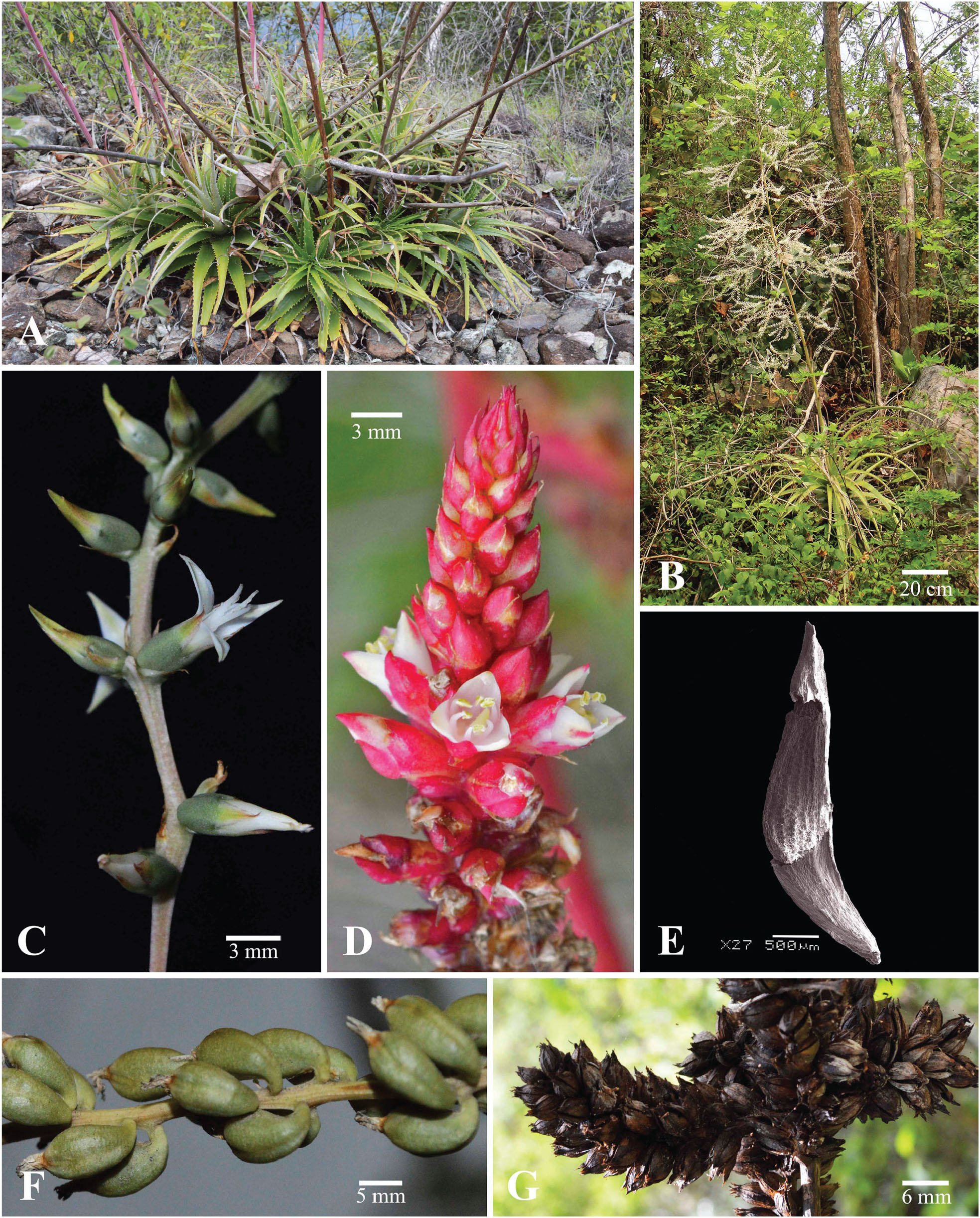 The Reestablishment of Bakerantha, and a New Genus in Hechtioideae ...