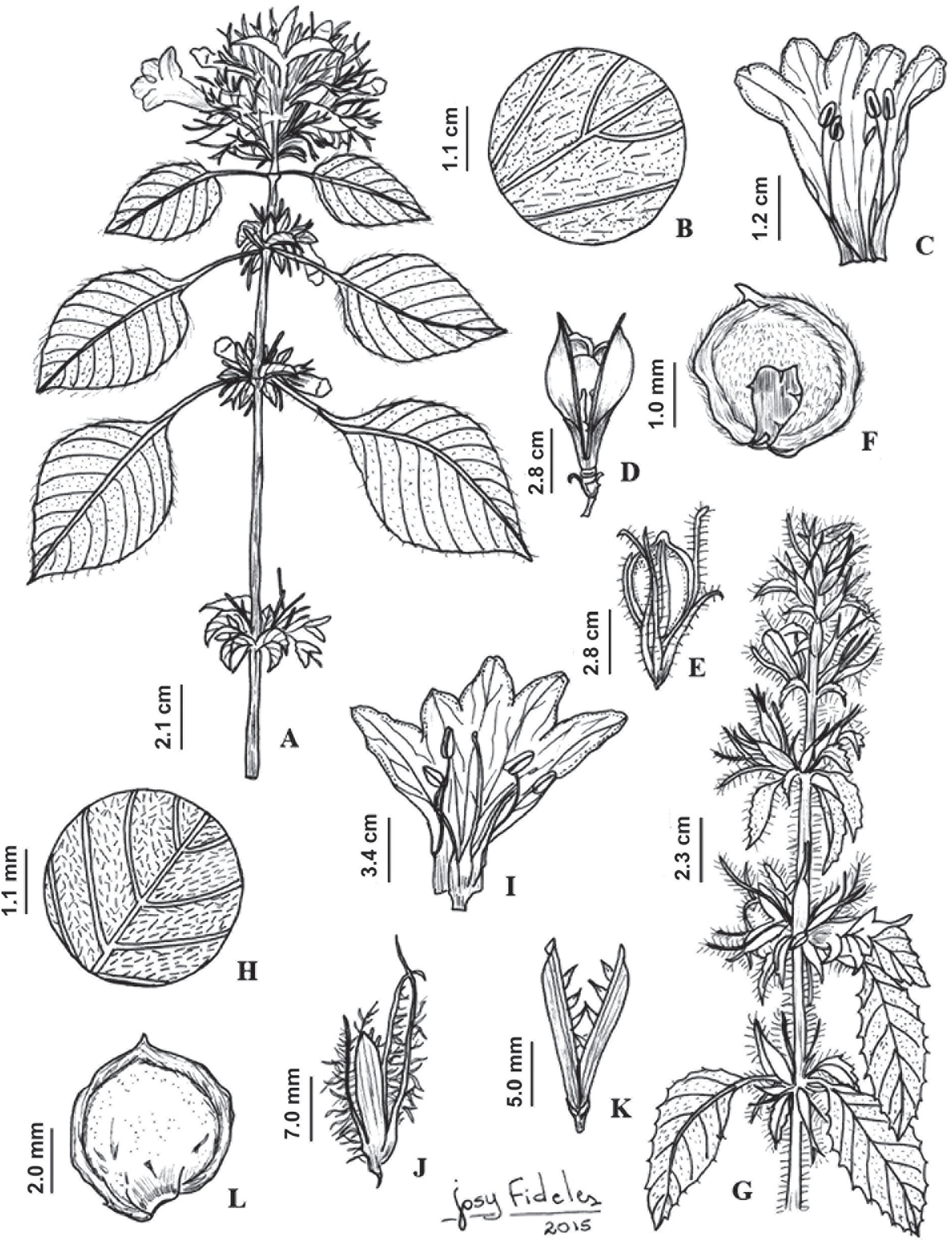 Taxonomic Reconciliation of Smilacaceae in the Indian Subcontinent