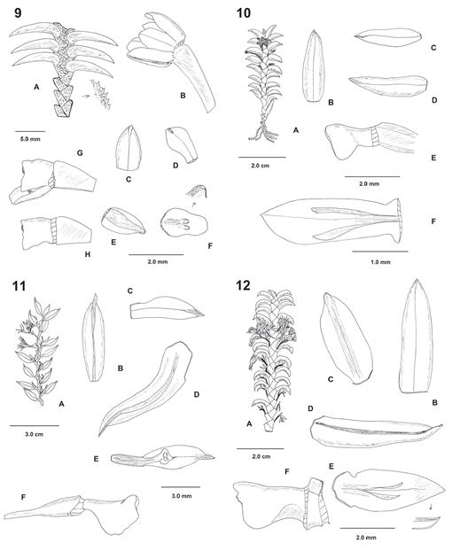 Studies In Fernandezia Ruiz Pav Orchidaceae Oncidiinae