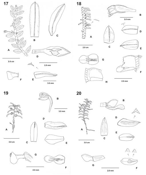 Studies In Fernandezia Ruiz Pav Orchidaceae Oncidiinae