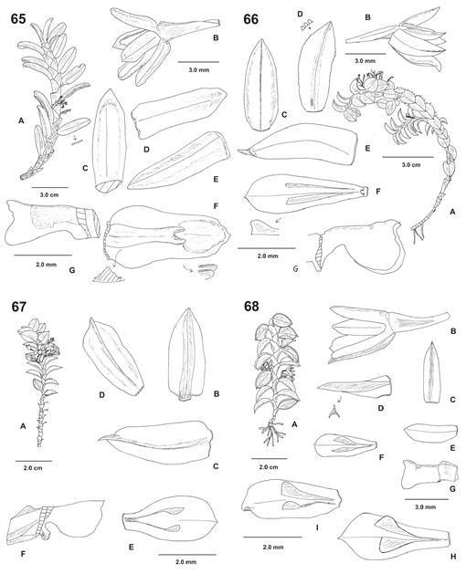 Studies In Fernandezia Ruiz Pav Orchidaceae Oncidiinae