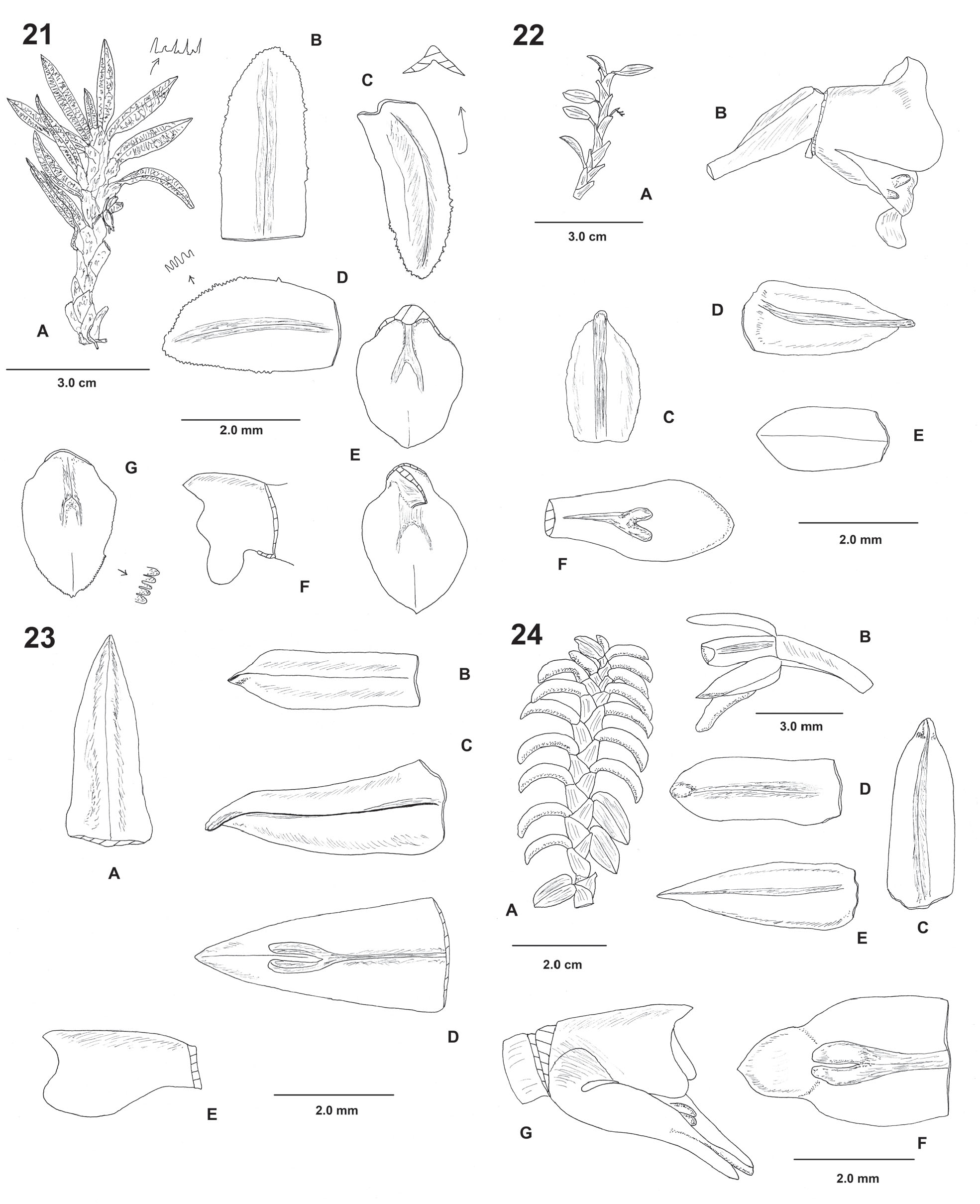 Studies In Fernandezia Ruiz Pav Orchidaceae Oncidiinae