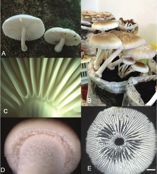 Top countries with the greatest number of reported Oudemansiella species.