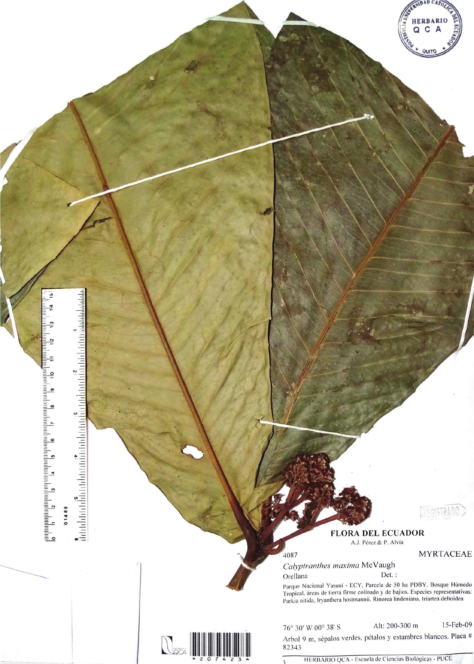 A New Large Leaved Species Of Calyptranthes Myrtaceae From Ecuador