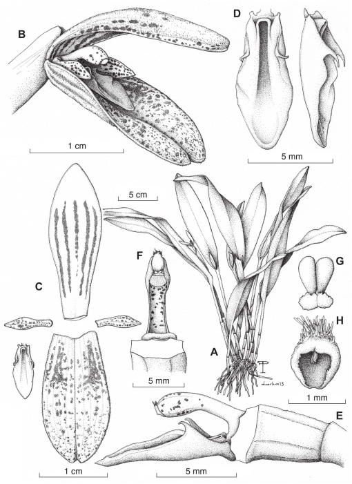 Florae costaricensis subtribui pleurothallidinis prodromus—Systematics of  Echinosepala (Orchidaceae)