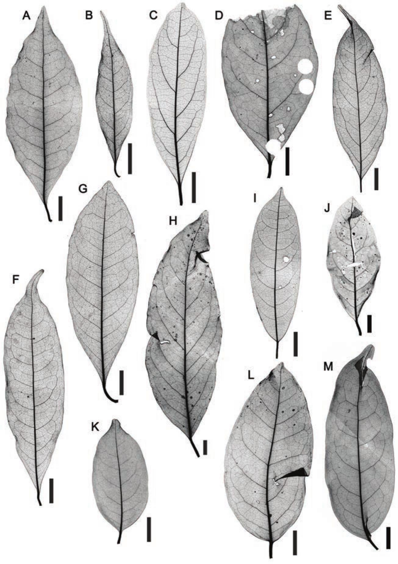 Leaf Venation of Brazilian Species of Cryptocarya R. Br. (Lauraceae)