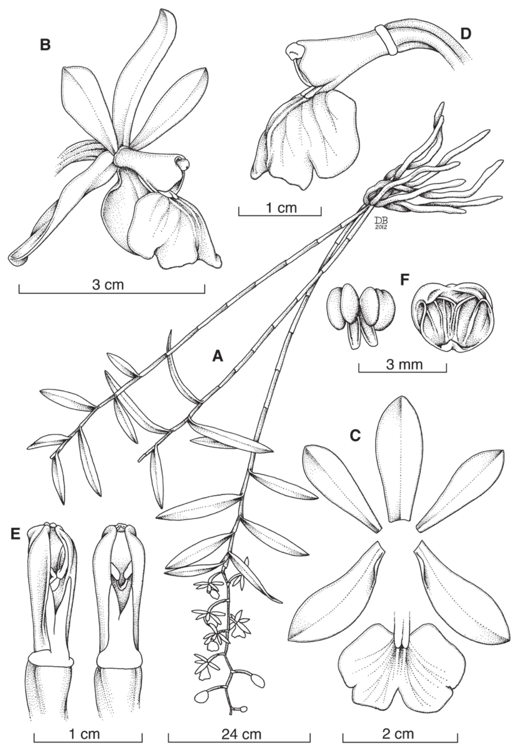 The Orchid Flora of Barra Honda National Park, Nicoya, Guanacaste, Costa  Rica